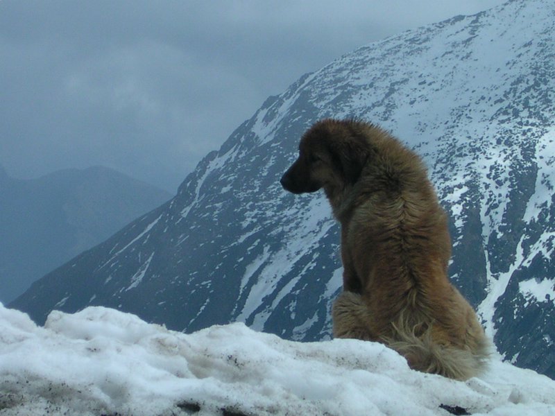 India_Tibet_Border
Story of a dog 'Rex', who served Indian Army till death. Rex at the India_Tibet_Border